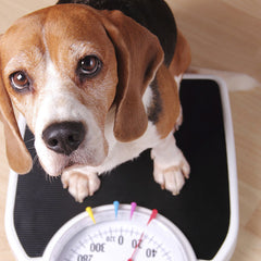 Low Fat & Weight Control Dog Food