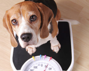 Low Fat & Weight Control Dog Food