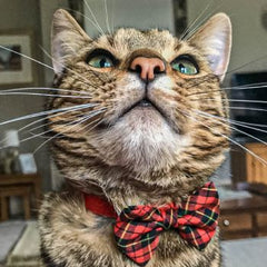 Cat Collars & Harnesses