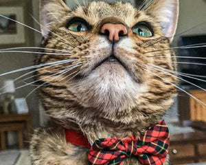 Cat Collars & Harnesses