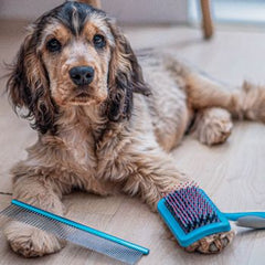 Dog Brushes & Combs