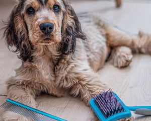 Dog Brushes & Combs