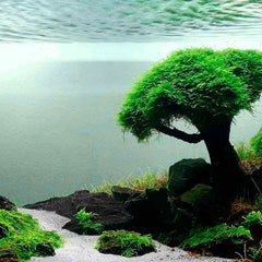 Aquascaping