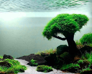 Aquascaping
