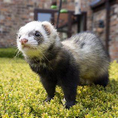 Ferret