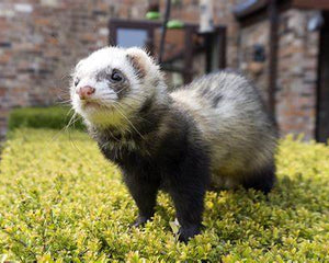 Ferret