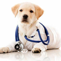 Puppy Health Products