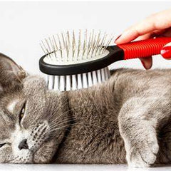 Cat Grooming