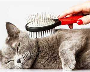 Cat Grooming