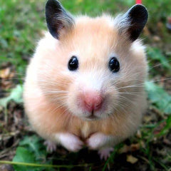 Hamster Pet Supplies