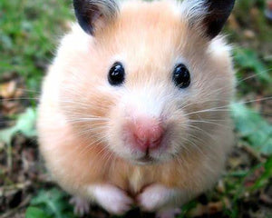 Hamster Pet Supplies