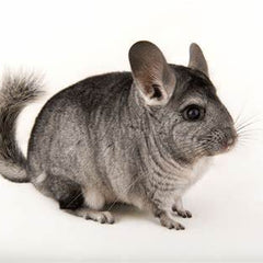 Chinchilla