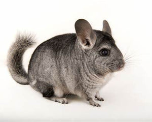 Chinchilla