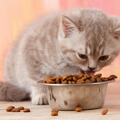 Cat Food