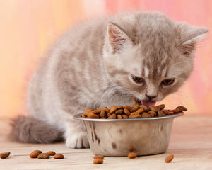 Cat Food