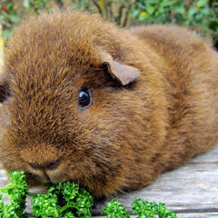 Guinea Pig Pet Supplies