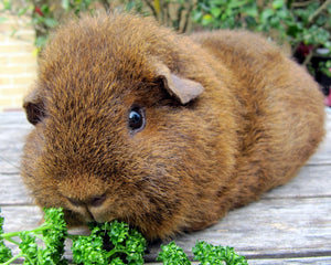 Guinea Pig Pet Supplies