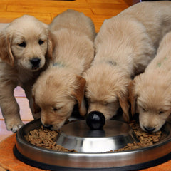 Puppy Food