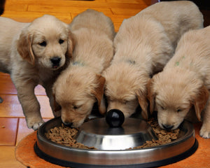 Puppy Food
