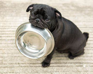 Puppy Bowls & Bottles