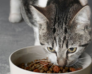 Cat Bowls