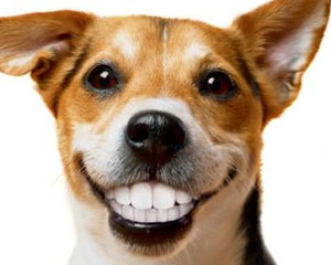 Dog Dental Sticks & Chews