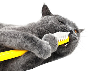 Cat Dental Care