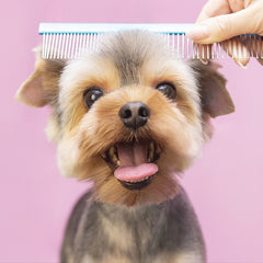 Puppy Grooming Supplies