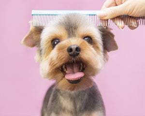 Puppy Grooming Supplies