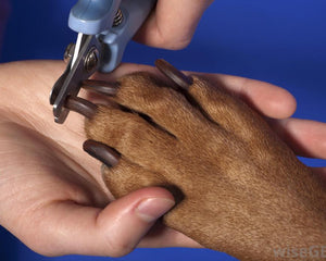 Dog Nail Clippers, Scissors & Hair Clippers