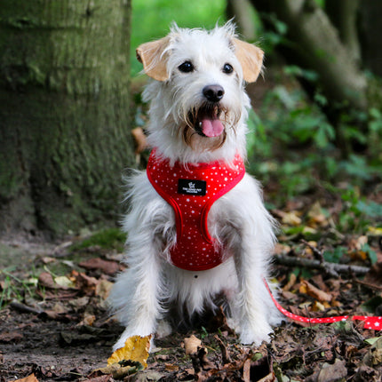 Soho Pet Reversible Harness Tartan/Stars