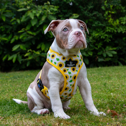 Soho Pet Reversible Harness Sunflowers/Yellow Check