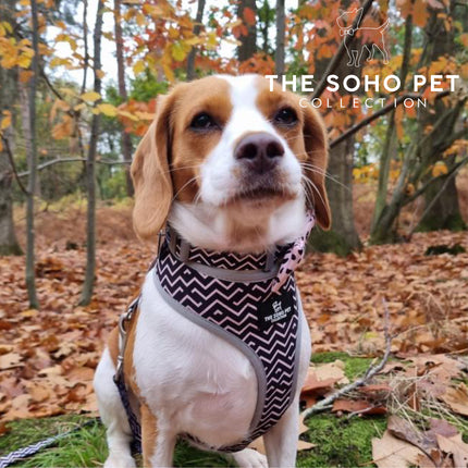 Soho Pet Zig Zag Adjustable Collar