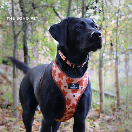 Soho Pet Maple Leaf Adjustable Collar