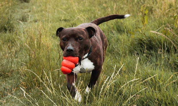 Dog Toys